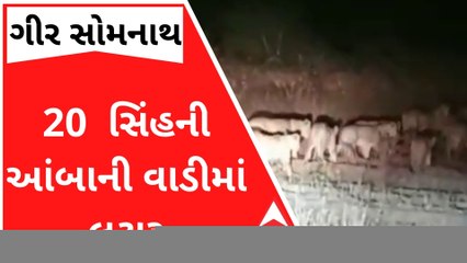 ગીરમાં એક સાથે 20 જેટલા સિંહની આંબાની વાડીમાં લટાર, સર્જાયા અદભૂત દ્રશ્યો