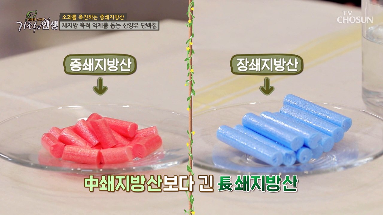 빠른 소화률로 체지방 감소에 도움 주는 '산양유 단백질' TV CHOSUN 20220...
