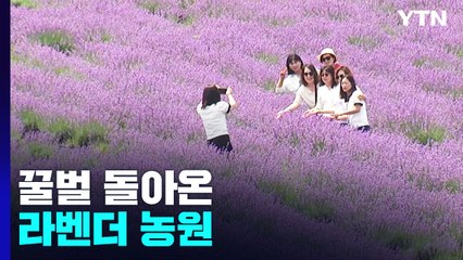 꿀벌 돌아온 라벤더 농원...제주는 벌써 바닷속으로 '풍덩' / YTN