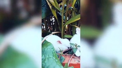 देखिये दुनिया के सबसे खूबसूरत खरगोश __ EVERYTHING WASTE NOTHING