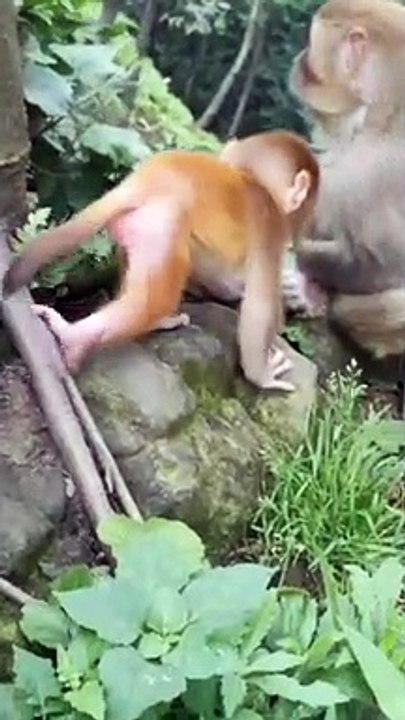 Baby monkey cute animals 45