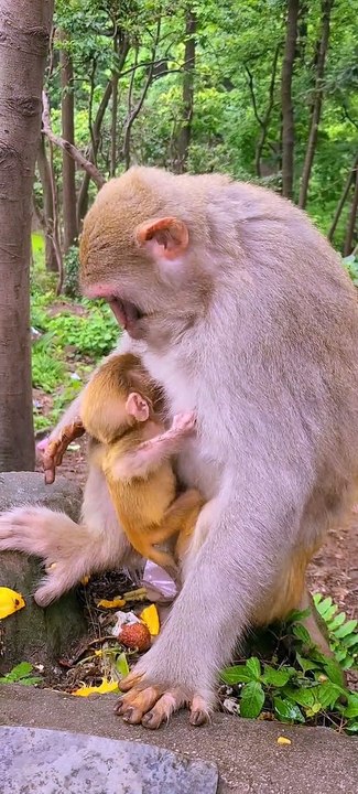 Baby monkey cute animals 47