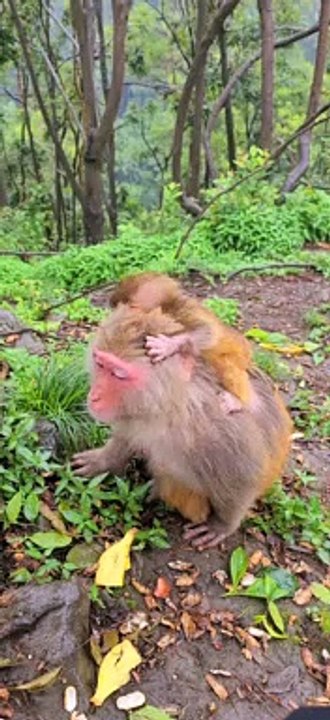 Baby monkey cute animals 48