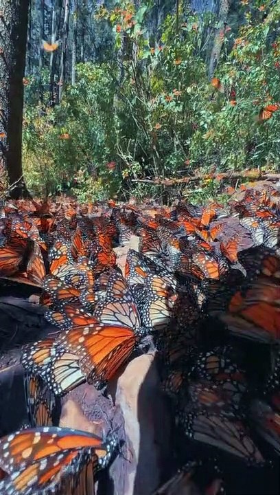 beautiful butterflies