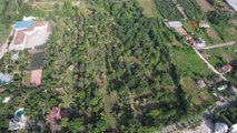 Toprak Dede'nin mirası ağaç müzesi ziyaretçilerini mest ediyor
