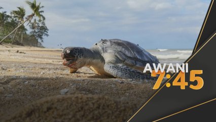 Penyu | Lakukan kajian holistik punca kematian