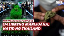 Free marijuana sa Thailand 'for medicinal purposes' | GMA News Feed