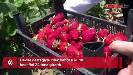 Devlet desteğiyle çilek bahçesi kurdu, hedefini 24 tona çıkardı