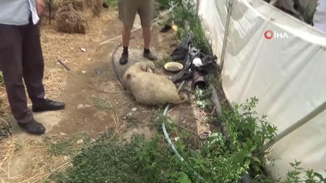 Sokak köpekleri koyunlara saldırdı, hayvanları telef olan vatandaş isyan etti