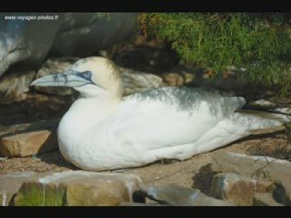 Oiseau marin " sous le vent" céline dion/ garou