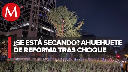 Ahuehuete de Reforma está bajo observación tras impacto de automovilista: Sedema