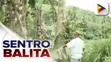 Higit P10-M halaga ng ari-arian sa sektor ng agrikultura, sinira ng pag-aalburoto ng Bulkang Bulusan