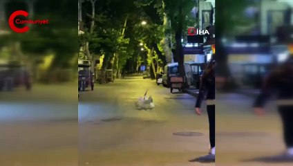 İstanbul’da martılar kavga etti vatandaşlar ayırmaya çalıştı