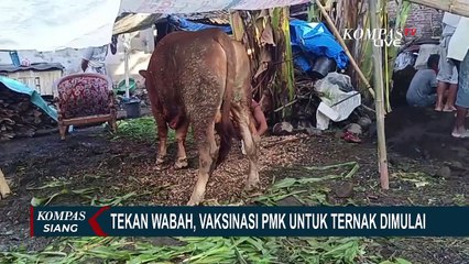 Скачать видео: Tekan Penyebaran Kasus PMK, Kementan Siapkan Tiga Juta Dosis Vaksin untuk Hewan Ternak!