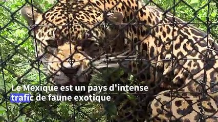 Mexique: un parc pour sauver les grands fauves des griffes du trafic