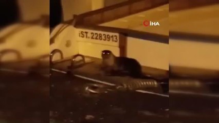 Nesli tükenmekte olan su samuru Silivri'de görüntülendi
