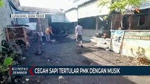 Peternak Cegah Sapi Tertular PMK dengan Putar Musik di Kandang