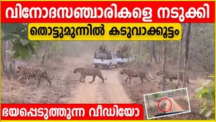 Tigers Crossing Forest Road  | കടുവാക്കൂട്ടത്തിന്റെ മുന്നിൽ പെട്ട് വിനോദസഞ്ചാരികൾ, വീഡിയോ
