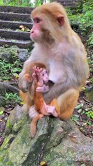 Little monkey so cute