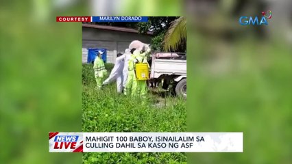 Mahigit 100 baboy, isinailalim sa culling dahil sa kaso ng ASF | News Live
