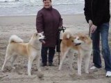 AKITA INU A LA PLAGE