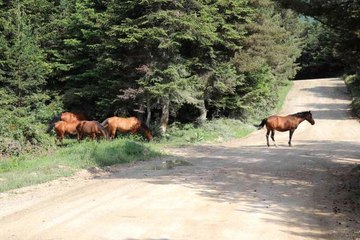 Yılkı Atları yavrularıyla doğal ortamlarında görüntülendi