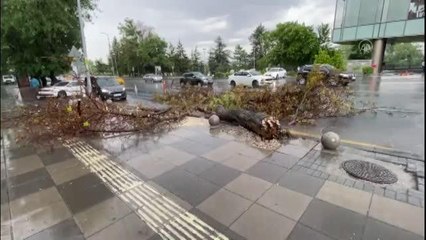 Sokullu caddesinde otomobilin üzerine ağaç devrildi