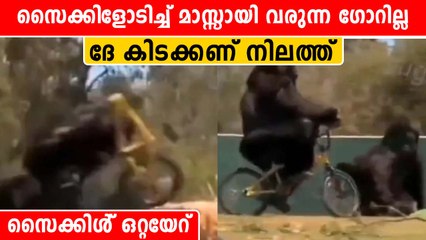 Gorilla Falls Down After Riding Bicycle | കലിപൂണ്ട് സൈക്കിള്‍ എടുത്തെറിയുന്ന ഗോറില്ല | *Viral