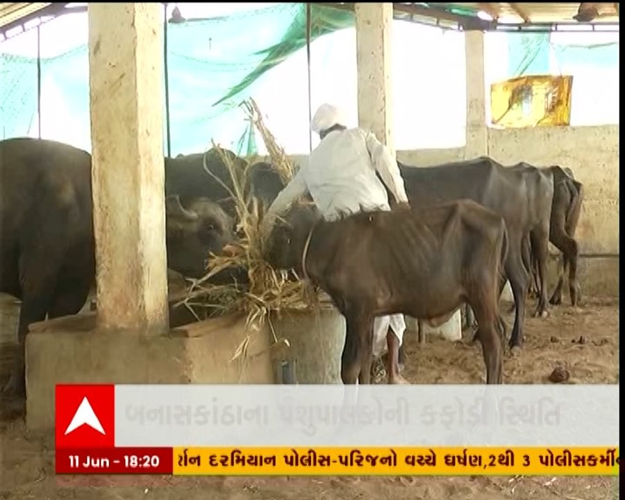 બનાસકાંઠામાં ઘાસચારાના ભાવમાં વધારો થતા પશુપાલકોની સ્થિતિ કફોડી