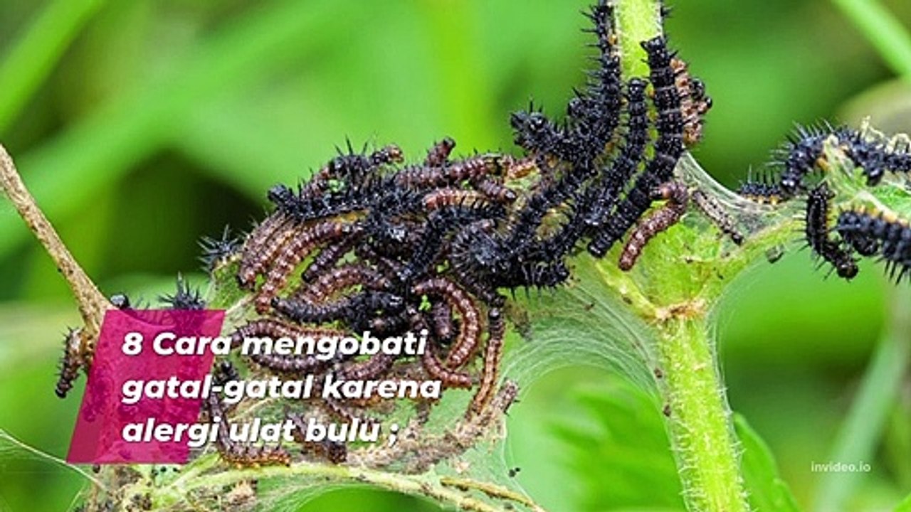 8 Ways to treat itching due to caterpillar allergies (8 CARA MENGOBATI