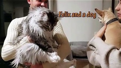 Maine Coon Felix and a little dog
