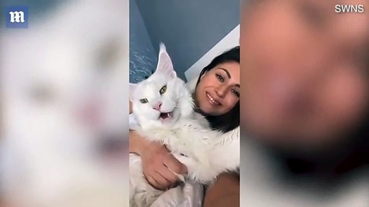 The Complete Guide to This 28lbs Cat is So Big People Think It's a Dog