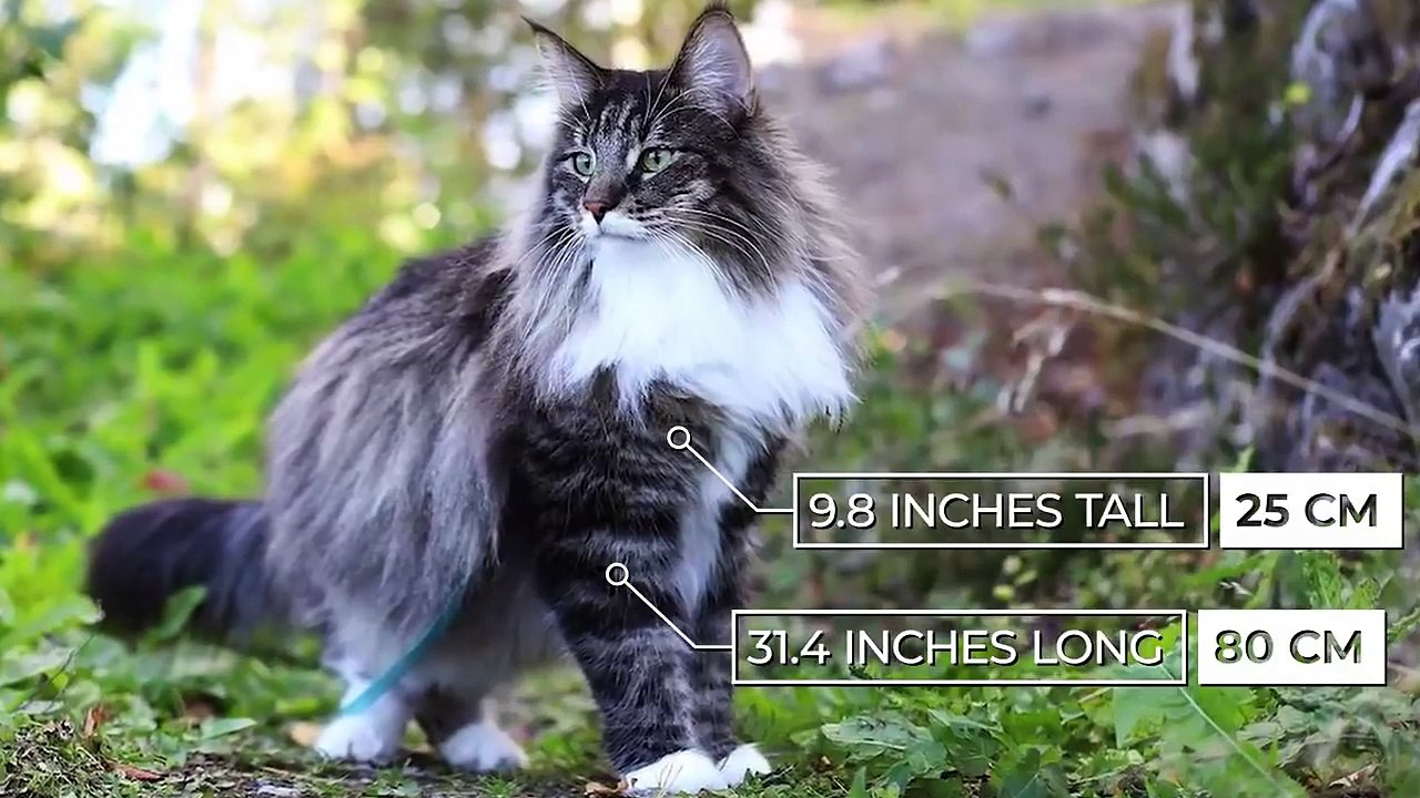 The Biggest Cat Breeds In The World