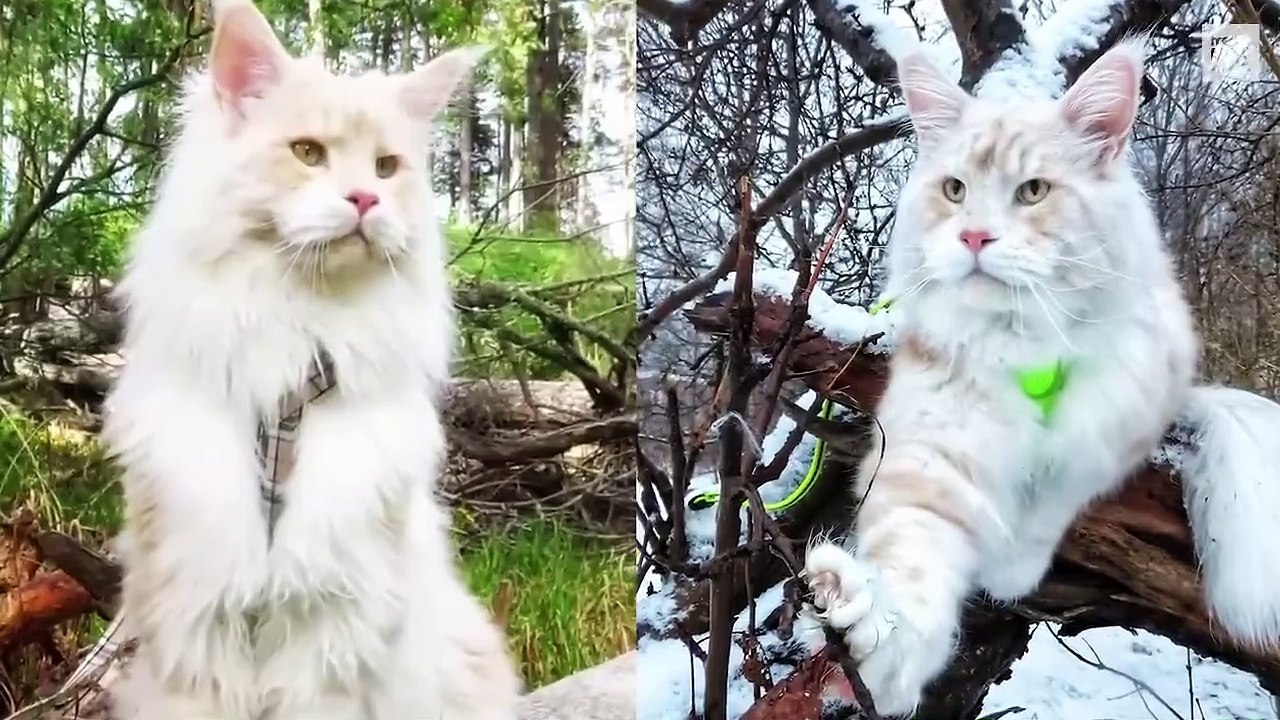 The Biggest Maine Coon Cats in the World