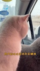 Baby Cats - Cute and Funny Cat Videos Compilation , Aww Animals Video, EP (19)