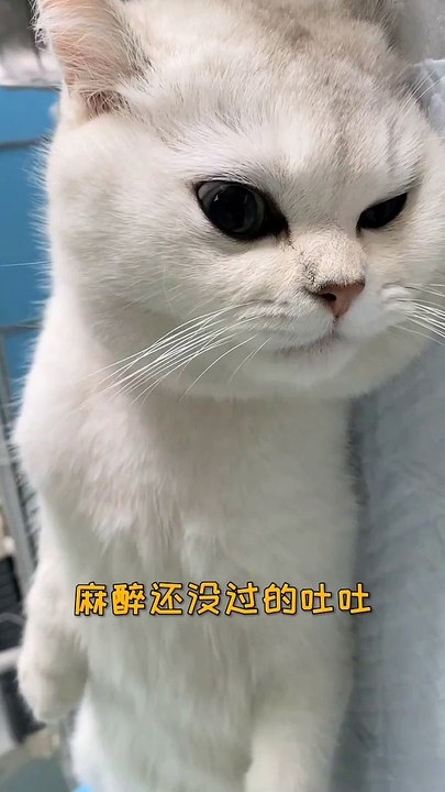 Baby Cats - Cute and Funny Cat Videos Compilation , Aww Animals Video, EP (12)