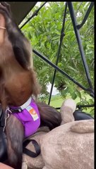 just strolling the princess around the farm