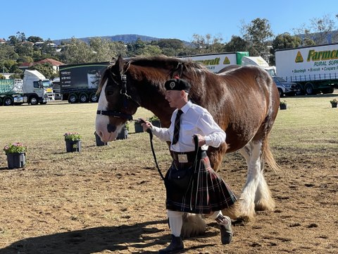 Clydesdale Spectacular in the Scenic Rim, June 12, Beaudesert Times