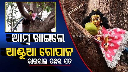 Divine Miracle ! Lord Krishna's idol 'climbs mango tree to devour fruit'