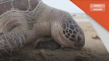 Hidupan Marin | Kempen selamtakan penyu akan diperhebat