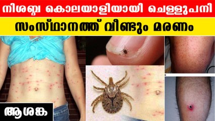 One More Dies Of  Scrub Typhus | മരണം വിതച്ച് ചെള്ള് പനി. ആശങ്ക