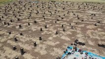 KAHRAMANMARAŞ - Markalaşma çalışmaları süren Beşçeşme sarımsağında 15 bin ton rekolte bekleniyor
