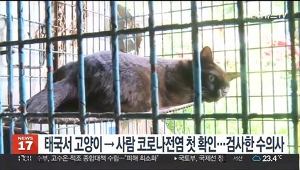 태국서 고양이→사람 코로나 전염 첫 확인…검사한 수의사
