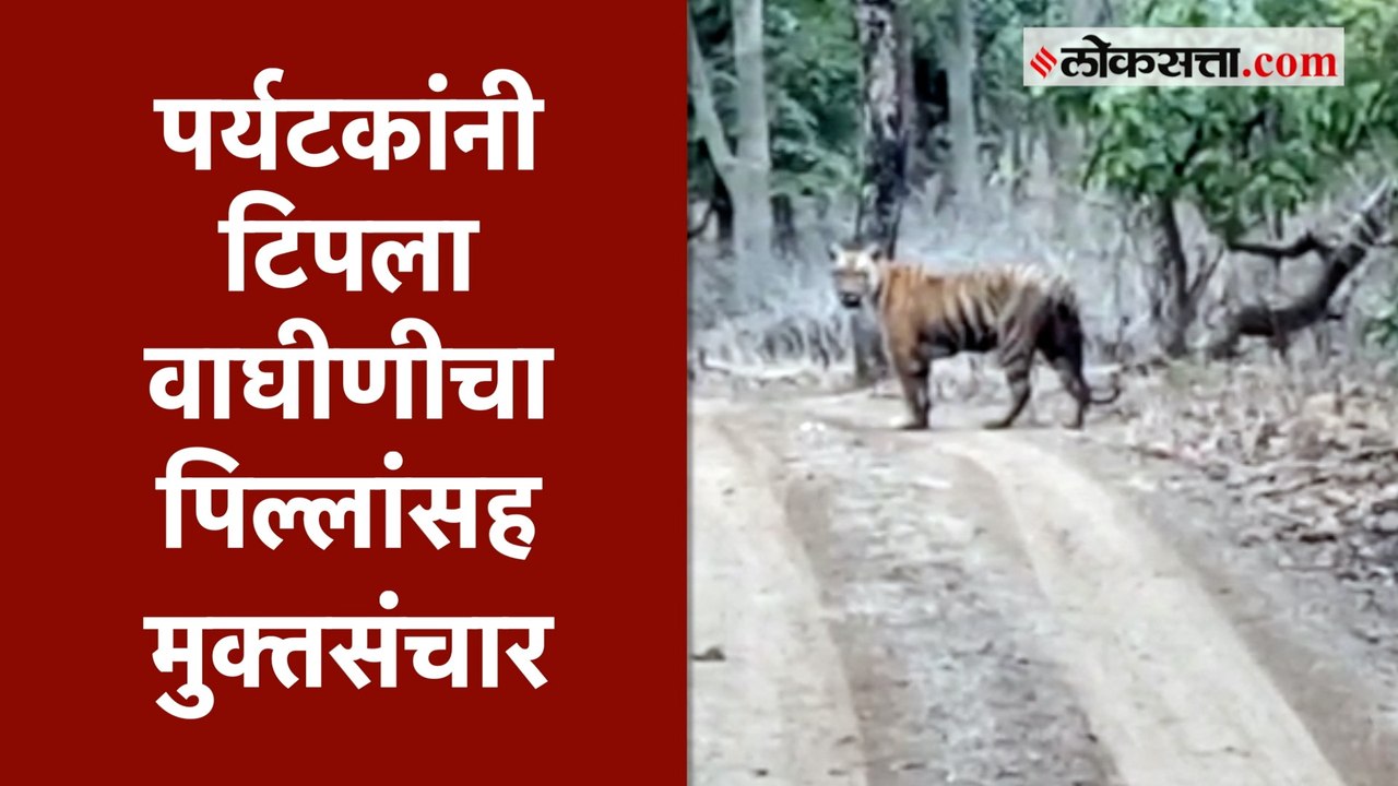 बोर अभयारण्यात एक दोन नव्हे तर एकावेळी तीन वाघांचे दर्शन