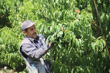 Yassı şeftali hasadı başladı