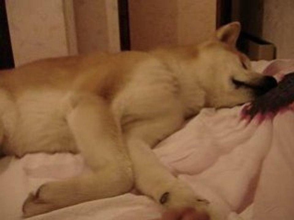 Akita Inu dans les bras de Morphée