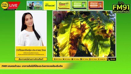 อาการต้นไม้ที่ต้องระวังหากเจอต้องรีบตัด : FM91 เกษตรทำเอง : 12 มิถุนายน 2565