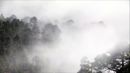 Forest |  Beautiful Fog Storms in the Woods | Badai Kabut Indah Hutan | Gema Takbir Hari Raya