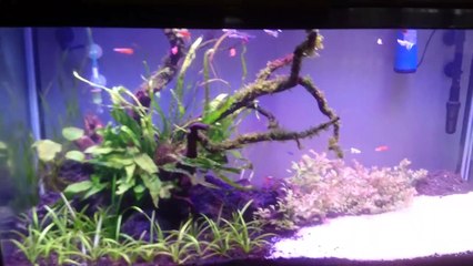Aquascape thema simple