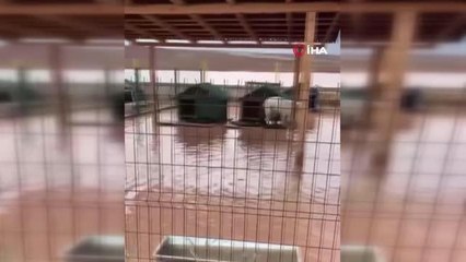Başkent'te yaşanan sel felaketinden hayvanlar da etkilendi